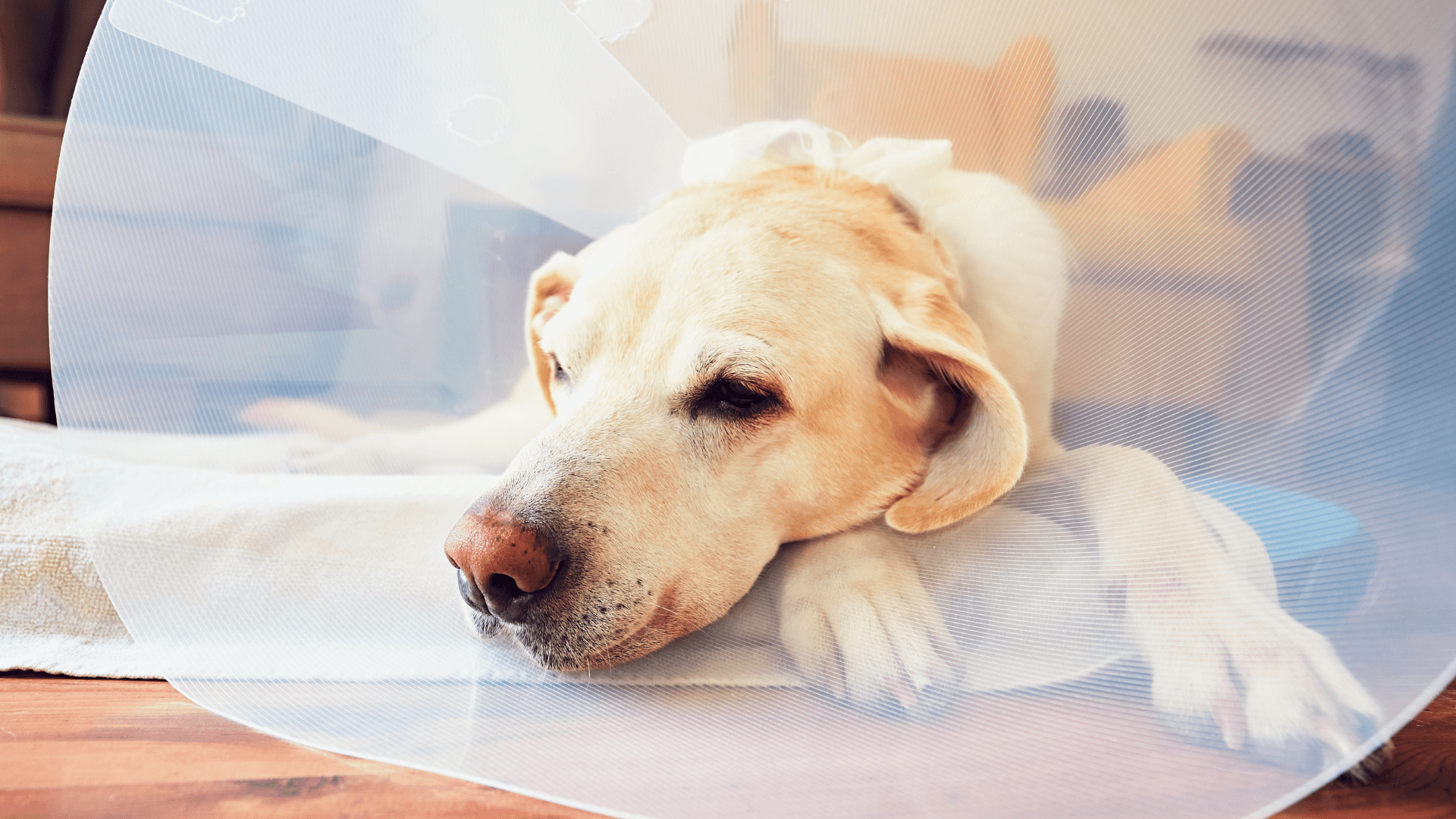 Pet Surgery In Brunswick, ME 04011 Sunray Animal Clinic