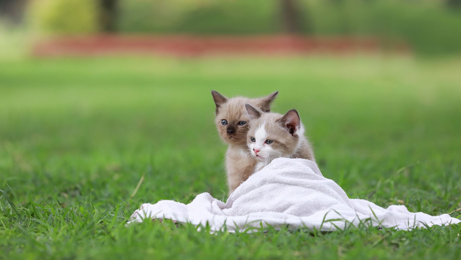 Brunswick, ME 04011 Veterinary Services Sunray Animal Clinic