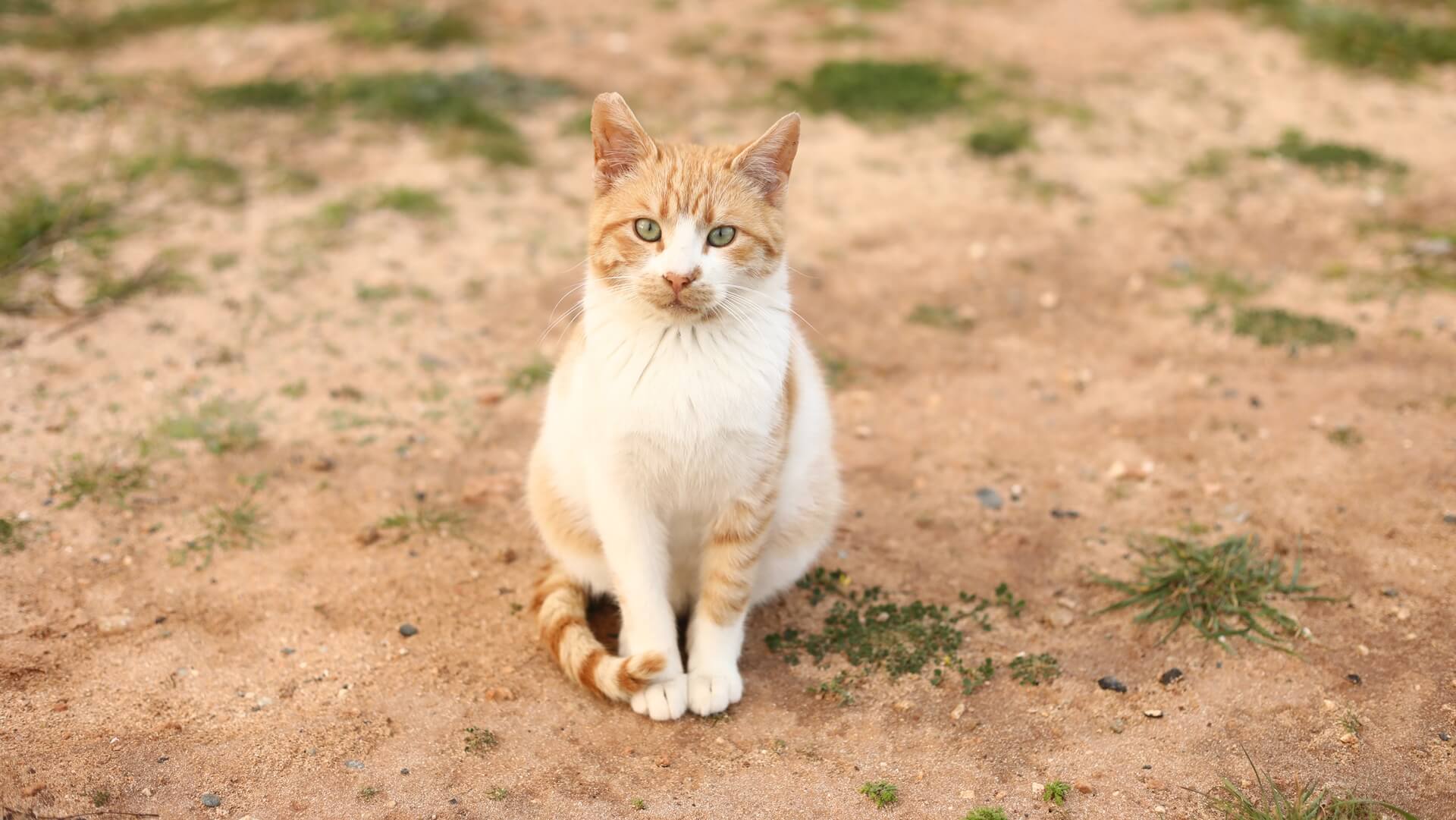 Payment Options For Veterinary Care Sunray Animal Clinic