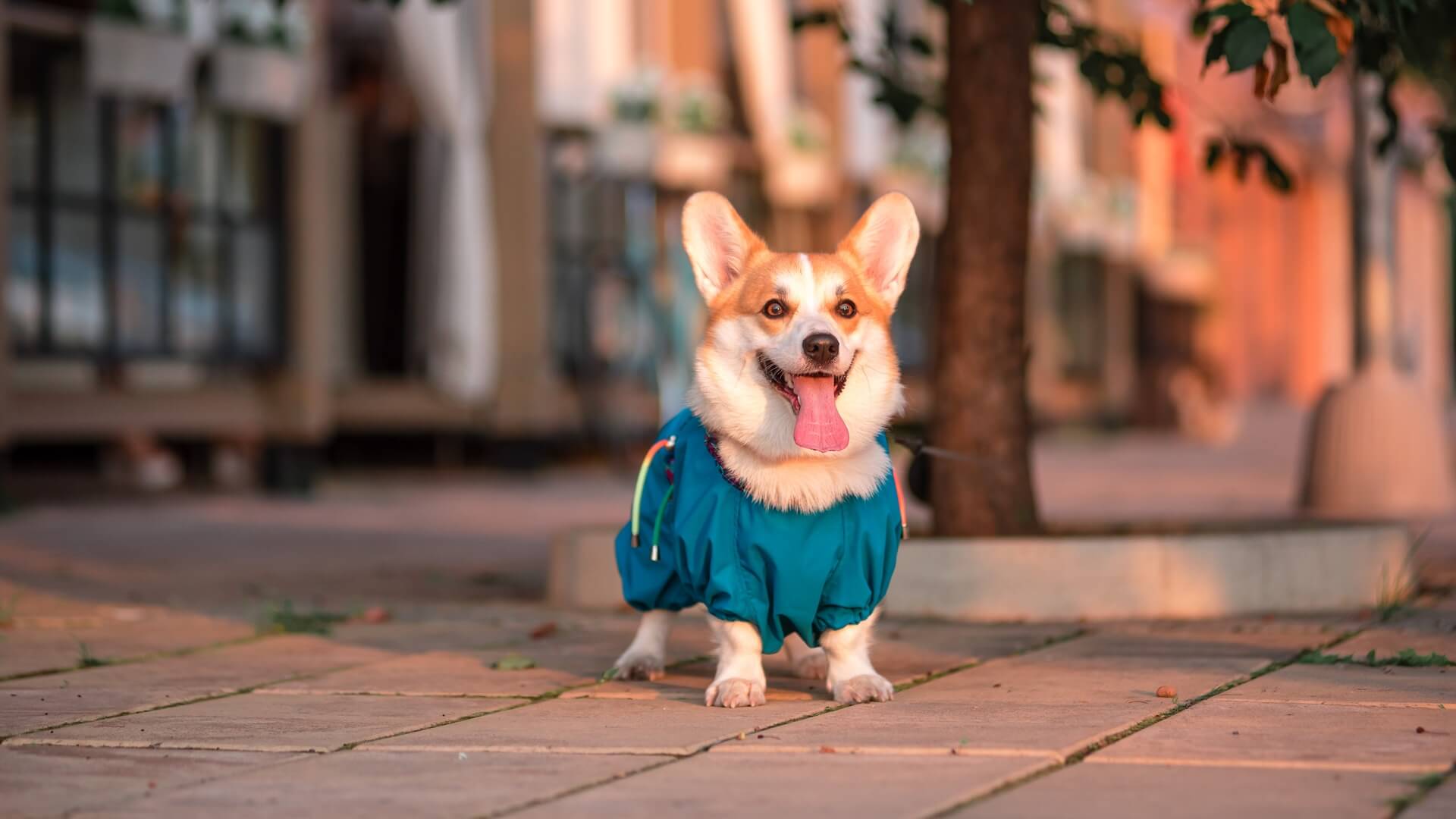 Sunray Animal Clinic Photo Gallery Vet Clinic In Brunswick, ME 04011