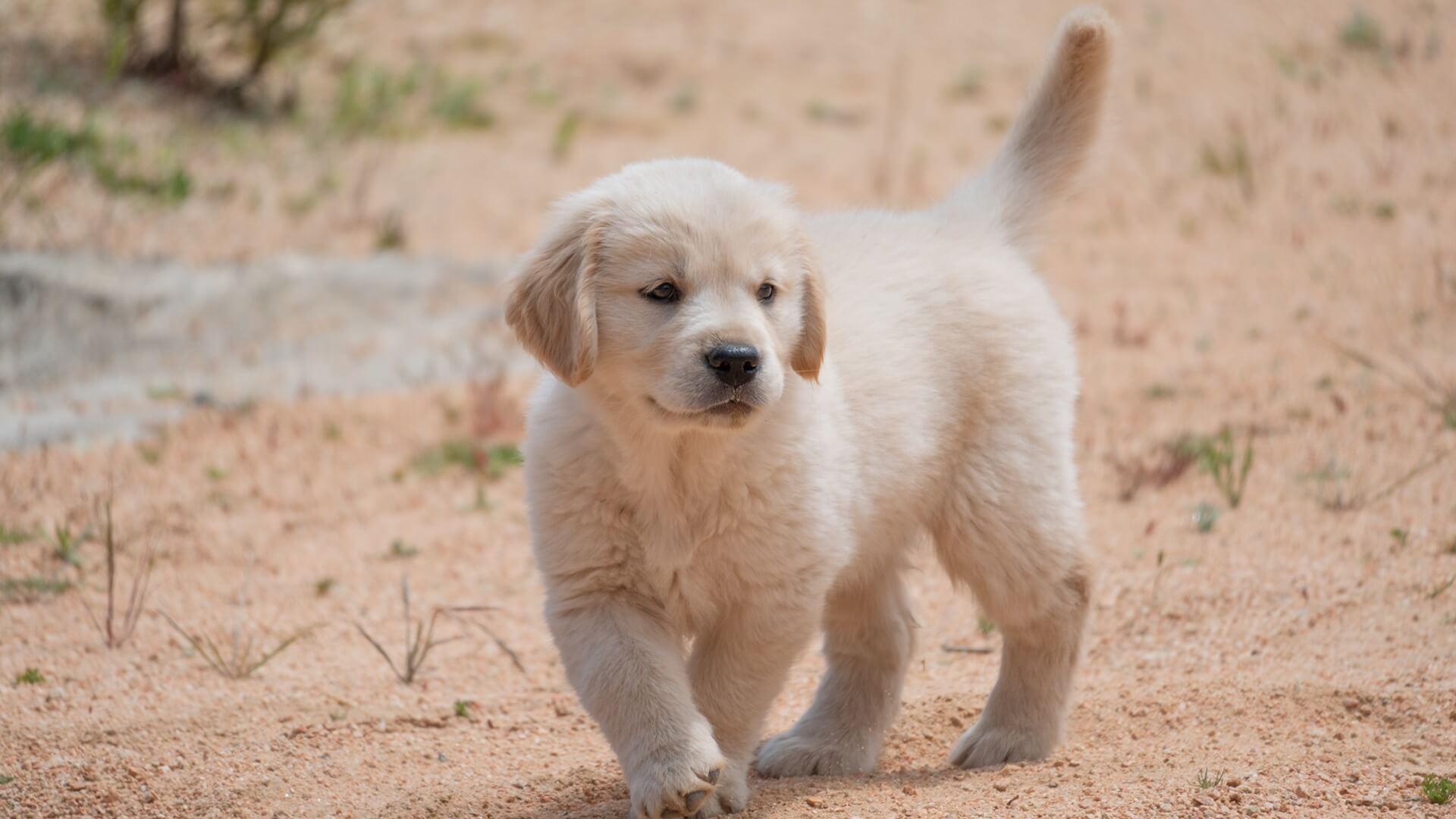 Recheck Checkin Success Sunray Animal Clinic