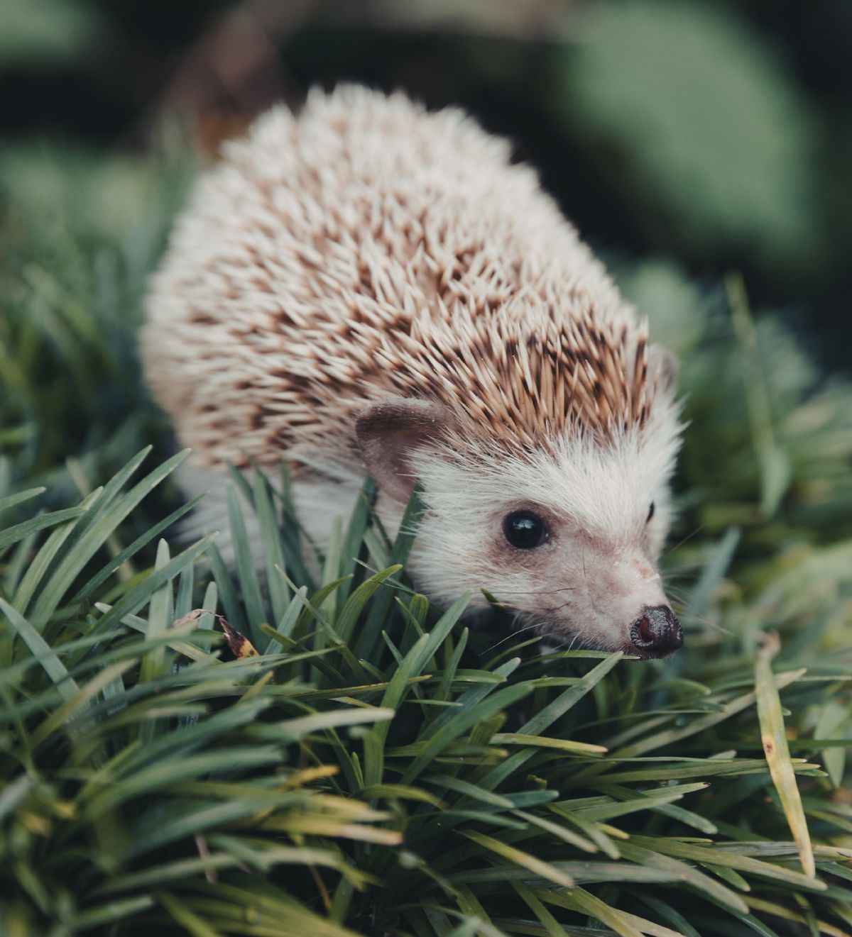 hedgehogs
