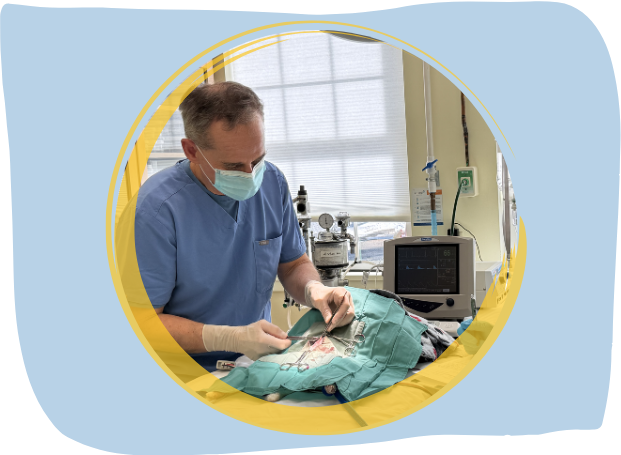 vet doing surgery for a pet