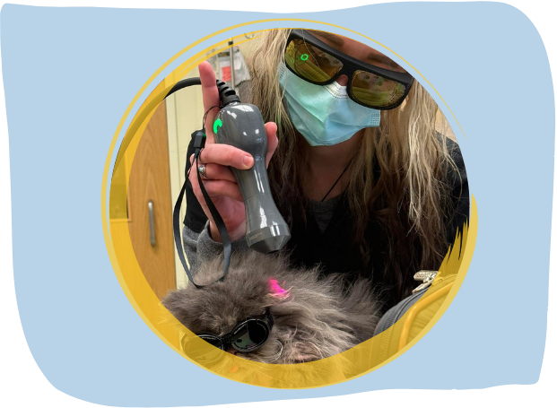 A brown rabbit is comfortably nestled in a blue jeans pocket